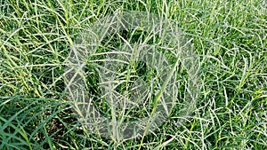 Cynodon dactylon dubh dubo grass photo